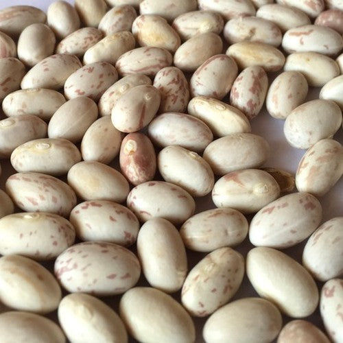 Bush Beans 'Hinrichs Riesen' / 'Hendriks Reuzen' / 'Bonte'