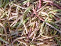 Bush Beans 'Hinrichs Riesen' / 'Hendriks Reuzen' / 'Bonte'