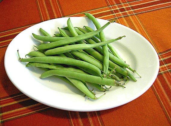Bush Beans 'Koning der Belgen' / 'Roi des Belges'