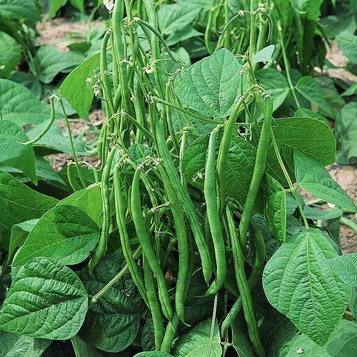 Bush Beans 'Maxi'