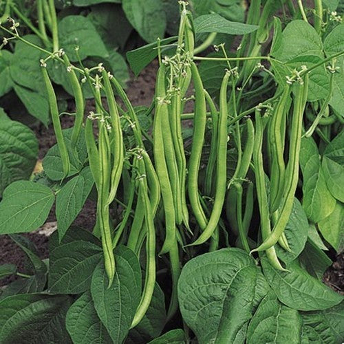 Bush Beans 'Maxi'