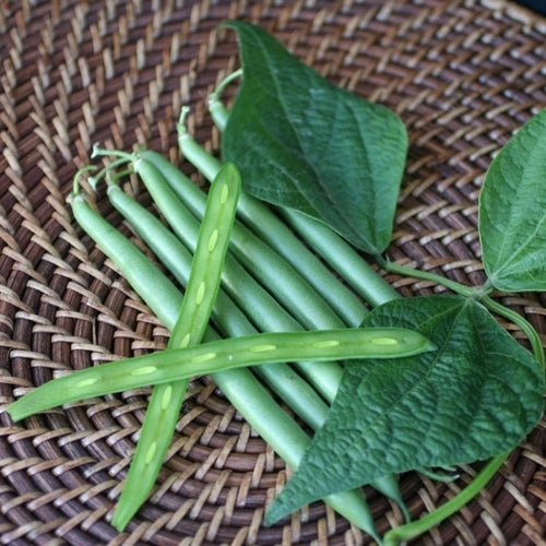 Stamslabonen 'Montano' / 'Modesto' 100g