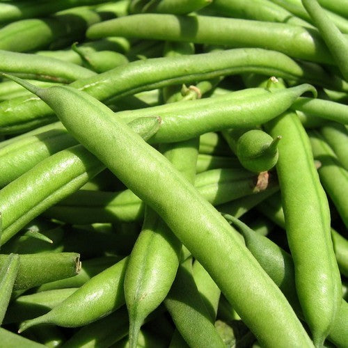 Stamslabonen 'Prelude' ±325 Zaden (100g)