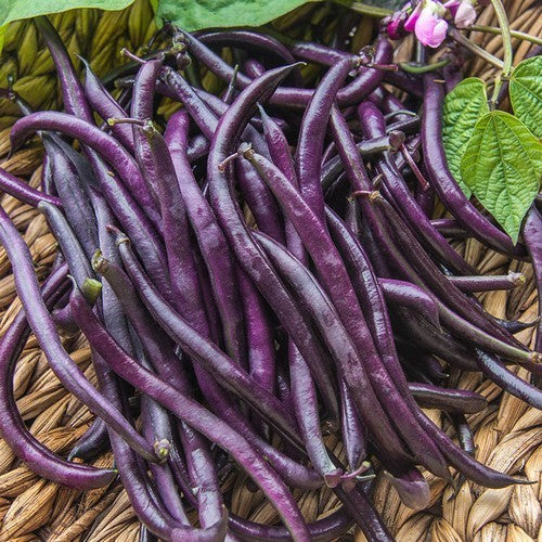 Bush Beans 'Purple Queen' ±150 Seeds (60g)