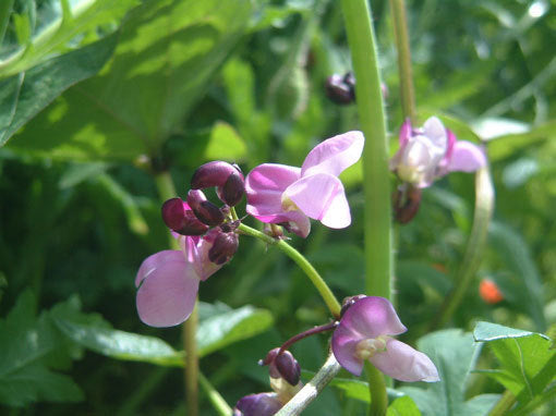 Bush Beans 'Purple Queen' ±150 Seeds (60g)