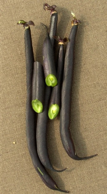 Bush Beans 'Purple Queen' ±150 Seeds (60g)