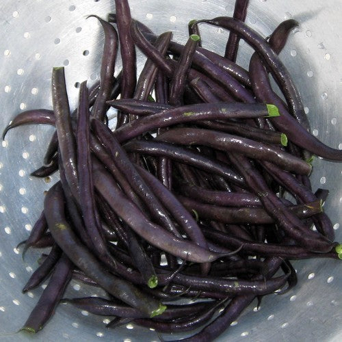 Bush Beans 'Purple Queen' ±150 Seeds (60g)