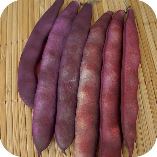 Bush Bean 'Red Swan'