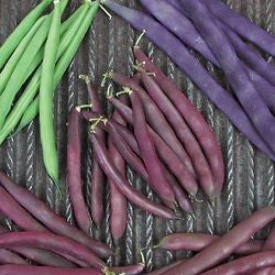 Bush Bean 'Red Swan'