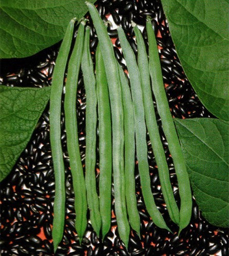 Stamslabonen 'Vittoria' / 'la Victoire' / 'Victory' 100g