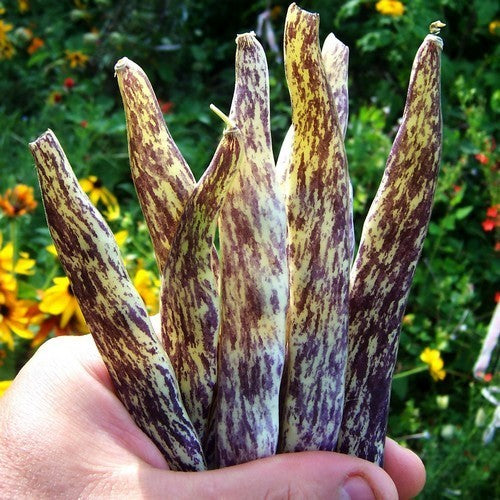 Stamsnijbonen 'Merveille de Piemonte' 100g
