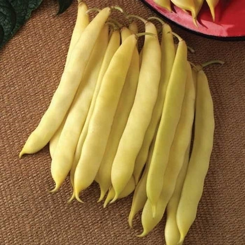 Stamsnijbonen 'Romano Gold' / 'Supernano Yellow' 100g