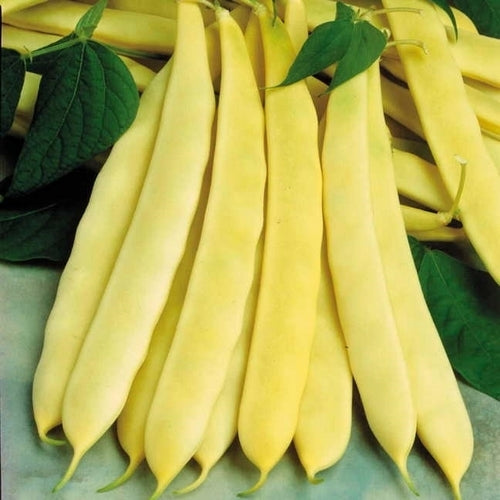 Stamsnijbonen 'Romano Gold' / 'Supernano Yellow' 100g