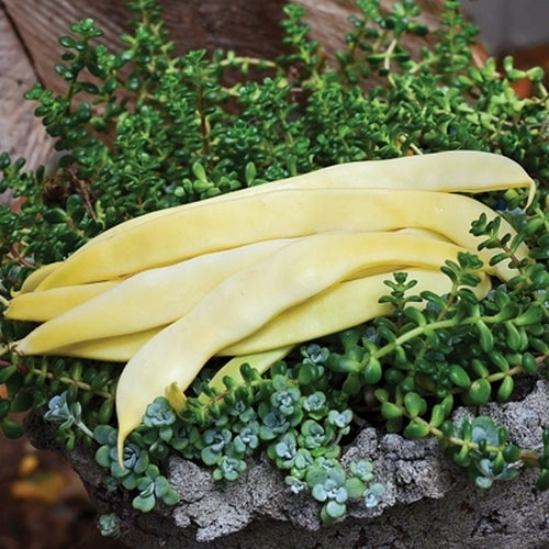 Stamsnijbonen 'Romano Gold' / 'Supernano Yellow' 100g
