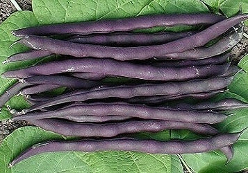 Pole snap beans 'Blauhilde' / 'Blue Lake' 60g