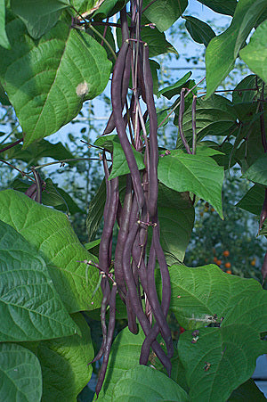Pole snap beans 'Blauhilde' / 'Blue Lake' 60g