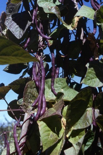 Pole snap beans 'Blauhilde' / 'Blue Lake' 60g