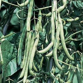 Pole Bean 'Blue Lake White Seeded' / 'White Creaseback'