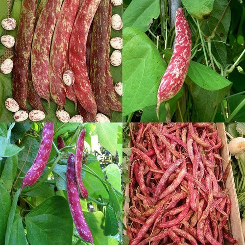Pole Bean Dry Shelling 'Arcobaleno' (Borlotto) ±60 Seeds 50g