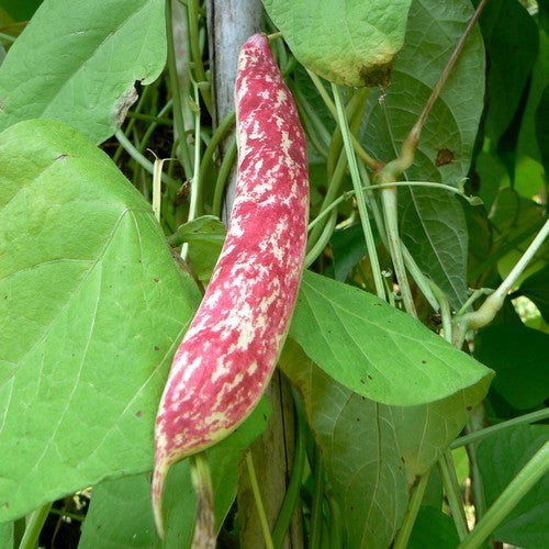 Pole Bean Dry Shelling 'Arcobaleno' (Borlotto) ±60 Seeds 50g