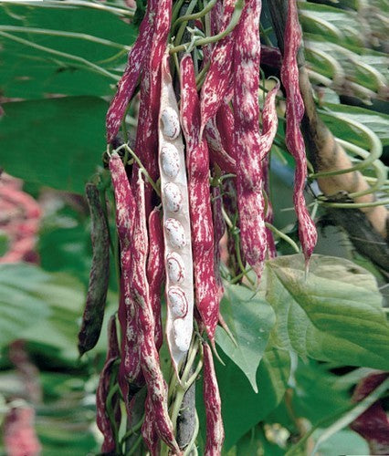 Pole Bean Dry Shelling 'Arcobaleno' (Borlotto) ±60 Seeds 50g