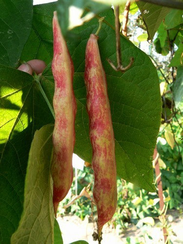 Pole Bean Dry Shelling 'Arcobaleno' (Borlotto) ±60 Seeds 50g