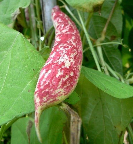 Pole Bean Dry Shelling 'Arcobaleno' (Borlotto) ±60 Seeds 50g