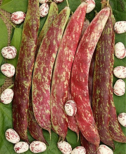 Pole Bean Dry Shelling 'Arcobaleno' (Borlotto) ±60 Seeds 50g