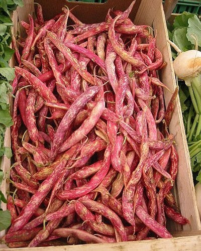 Pole Bean Dry Shelling 'Arcobaleno' (Borlotto) ±60 Seeds 50g
