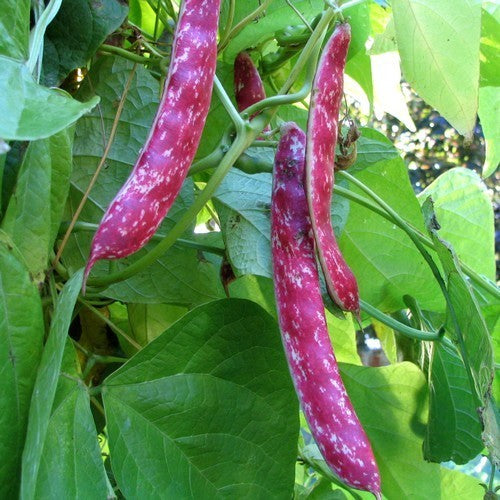 Pole Bean Dry Shelling 'Arcobaleno' (Borlotto) ±60 Seeds 50g