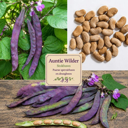 Stokslabonen 'Auntie Wilder'