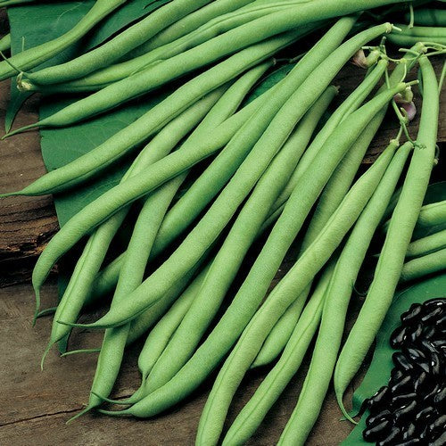 Stokslabonen 'Cobra' ±150 Zaden (50g)