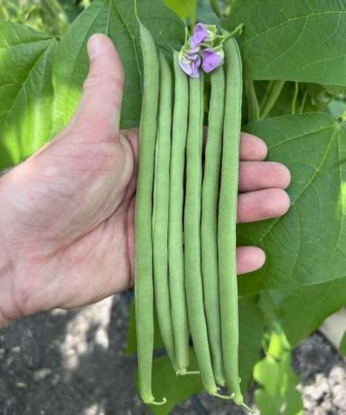 Climbing French Bean 'Cobra' 50g