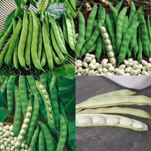 Stokslabonen of Droogbonen 'Coco Sophie'