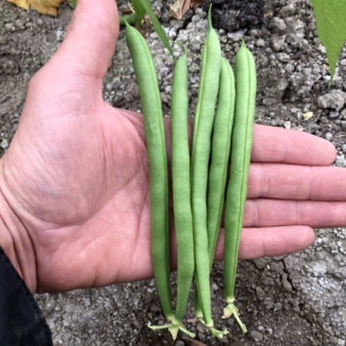 Climbing Beans 'Rakker' / 'Isabel' 100g