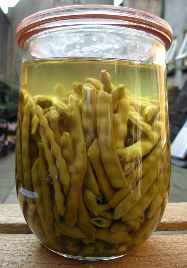 French Bean Knoebelbuenke / Knobbelboontje