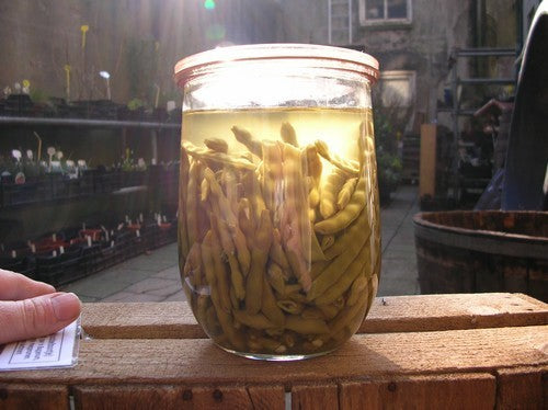 French Bean Knoebelbuenke / Knobbelboontje