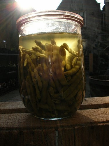 French Bean Knoebelbuenke / Knobbelboontje