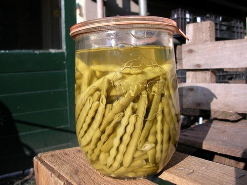French Bean Knoebelbuenke / Knobbelboontje