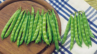 Climbing French Beans 'Overvloed' / 'Rentegevers' 50g