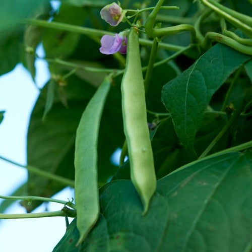 Climbing bean 'Schöne Von Richigen'