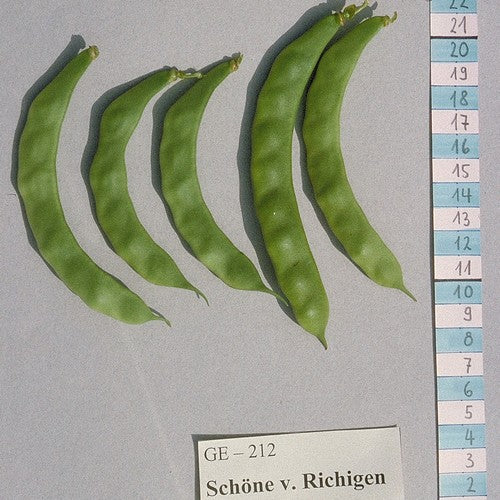 Climbing bean 'Schöne Von Richigen'