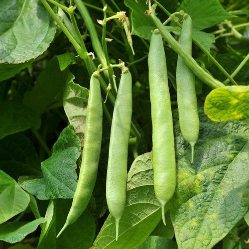 Climbing Bean 'Schwarze Witwe'