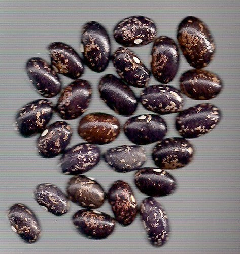 Climbing Bean 'Schwarze Witwe'