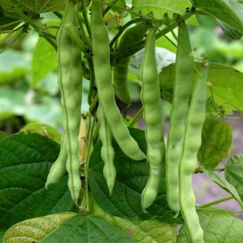 Stokslabonen 'Türkische Erbse'