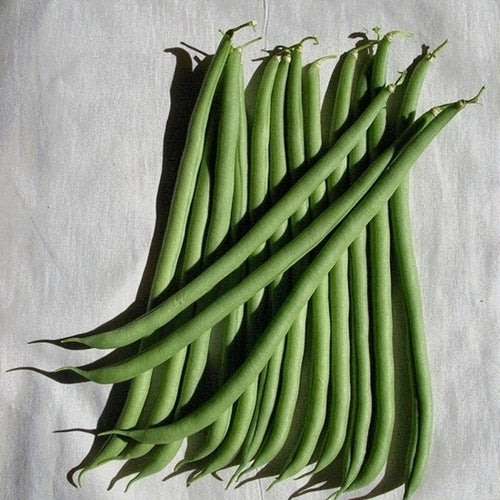 Stokslabonen 'Vesperal'