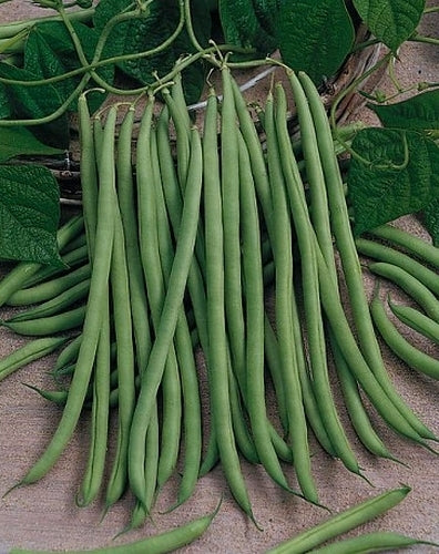 Stokslabonen 'Vesperal'
