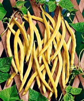 Stokspekbonen 'Neckargold'