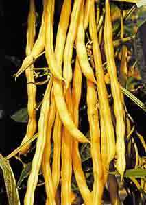 Stokspekbonen 'Neckargold'