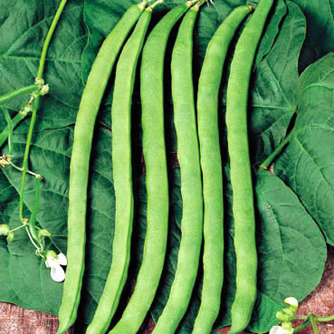 Stokspekbonen 'Neckarkönigin' ±120 Zaden (60g)